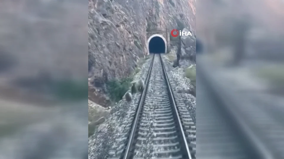 Sivas Divriği'de tren raylarına inen anne ayı ve yavruları treni durdurdu