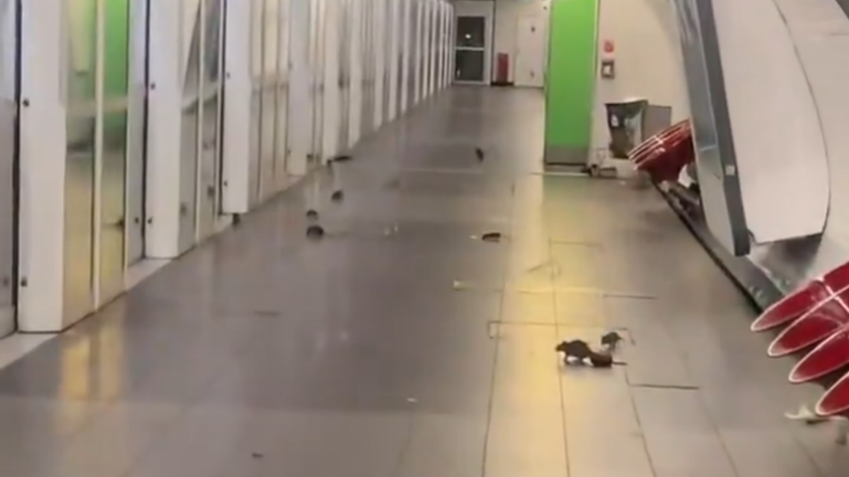Paris’te Metro İstasyonunu Fareler Sardı