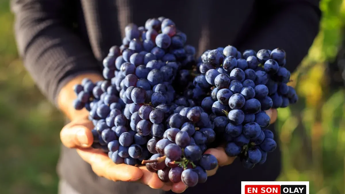Resveratrol: Doğanın En Güçlü Anti-Aging Molekülü