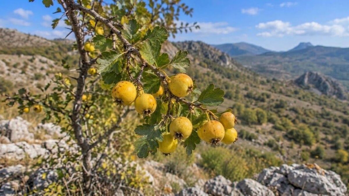 Sarı Alıçta Şaşırtan Çeşitlilik Ortaya Çıktı