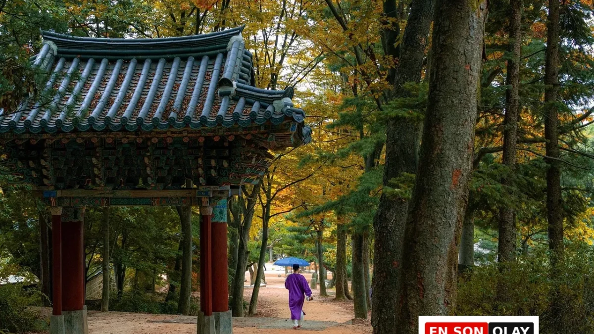 Shinrin Yoku (Orman Banyosu) Nedir? Doğanın İyileştirici Gücü
