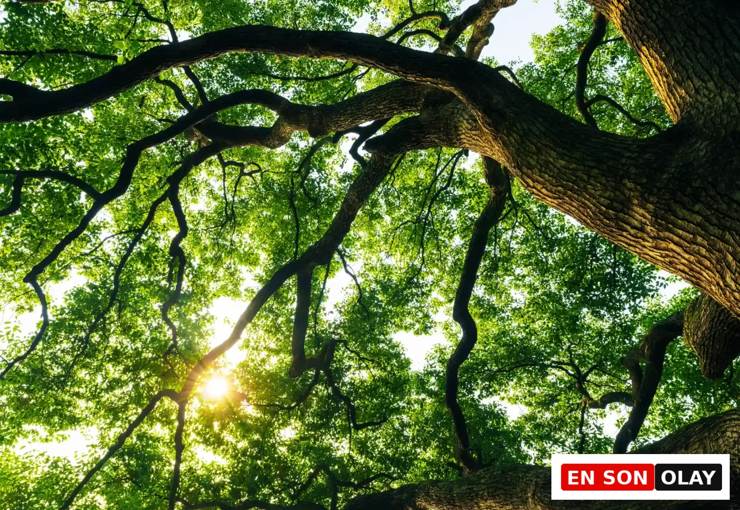 Gökyüzüne doğru yükselen kalın, kıvrımlı dalları ve aralarından süzülen güneş ışığıyla yemyeşil yapraklarla dolu bir ağaç gölgeliği, doğa okuryazarlığı ve insanın doğayla yeniden bağ kurmasının derin anlamını vurguluyor.