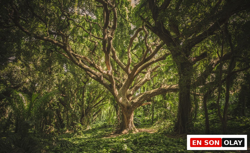 Shinrin Yoku (Orman Banyosu) Nedir? Doğanın İyileştirici Gücü