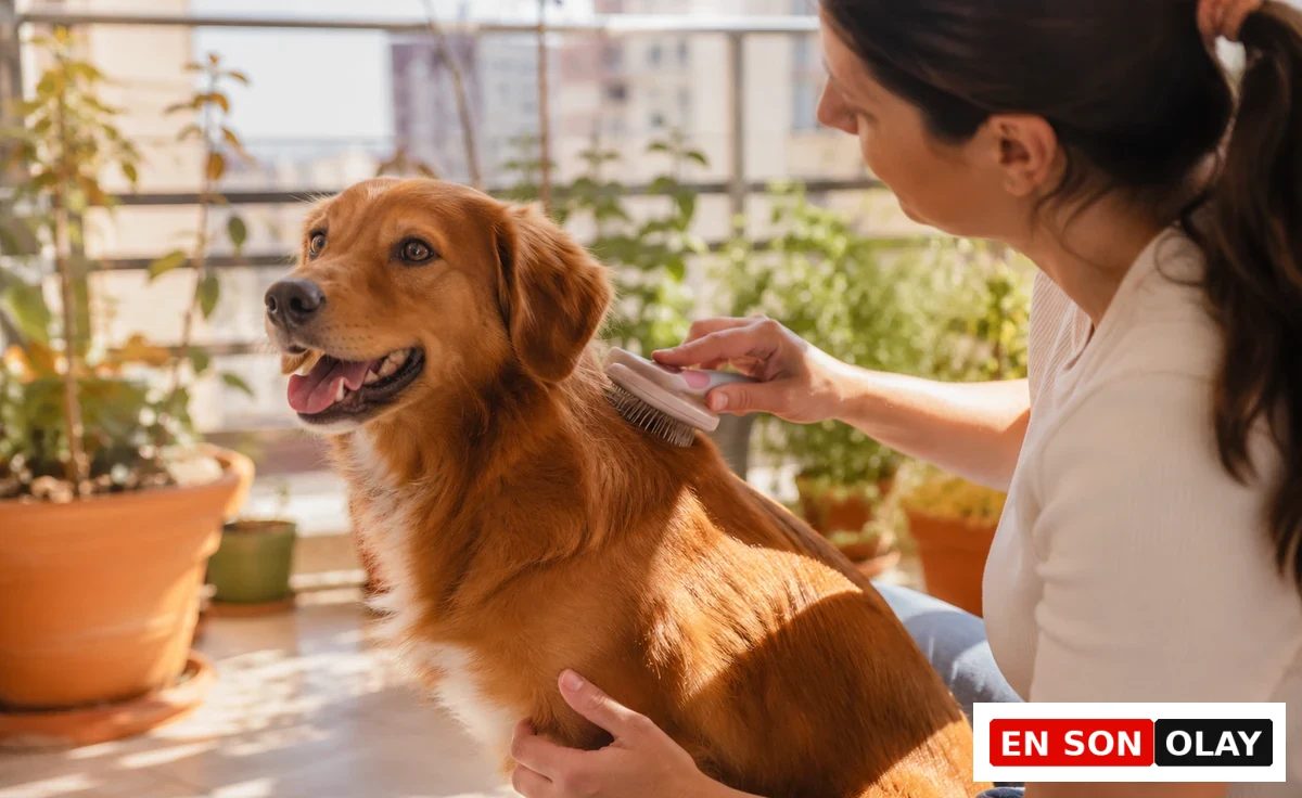 Güneşli bir balkonda, uzun koyu renk saçlarını at kuyruğu yapmış bir kadın, neşeyle bakan, altın rengi tüylere sahip köpeğinin sırtını özel bir fırçayla özenle tarayarak etkili bir köpek tüy bakımı yapıyor, etrafta saksı bitkileri bulunuyor.