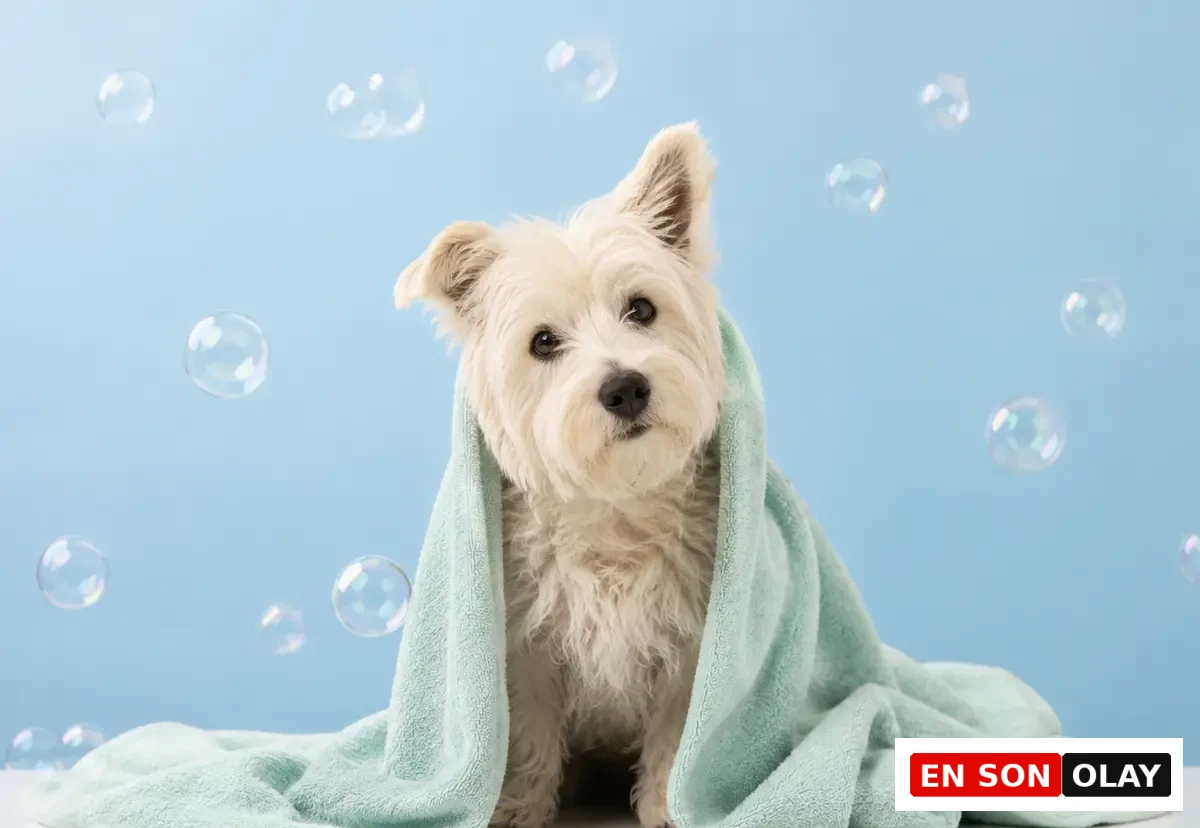 Beyaz tüylü küçük bir köpek, açık mavi havluya sarılmış, arkaplanında uçuşan sabun köpükleri eşliğinde dikkatle kameraya bakarak oturuyor, banyo sonrası huzur dolu anları yansıtan sevimli bir görüntü oluşturuyor.
