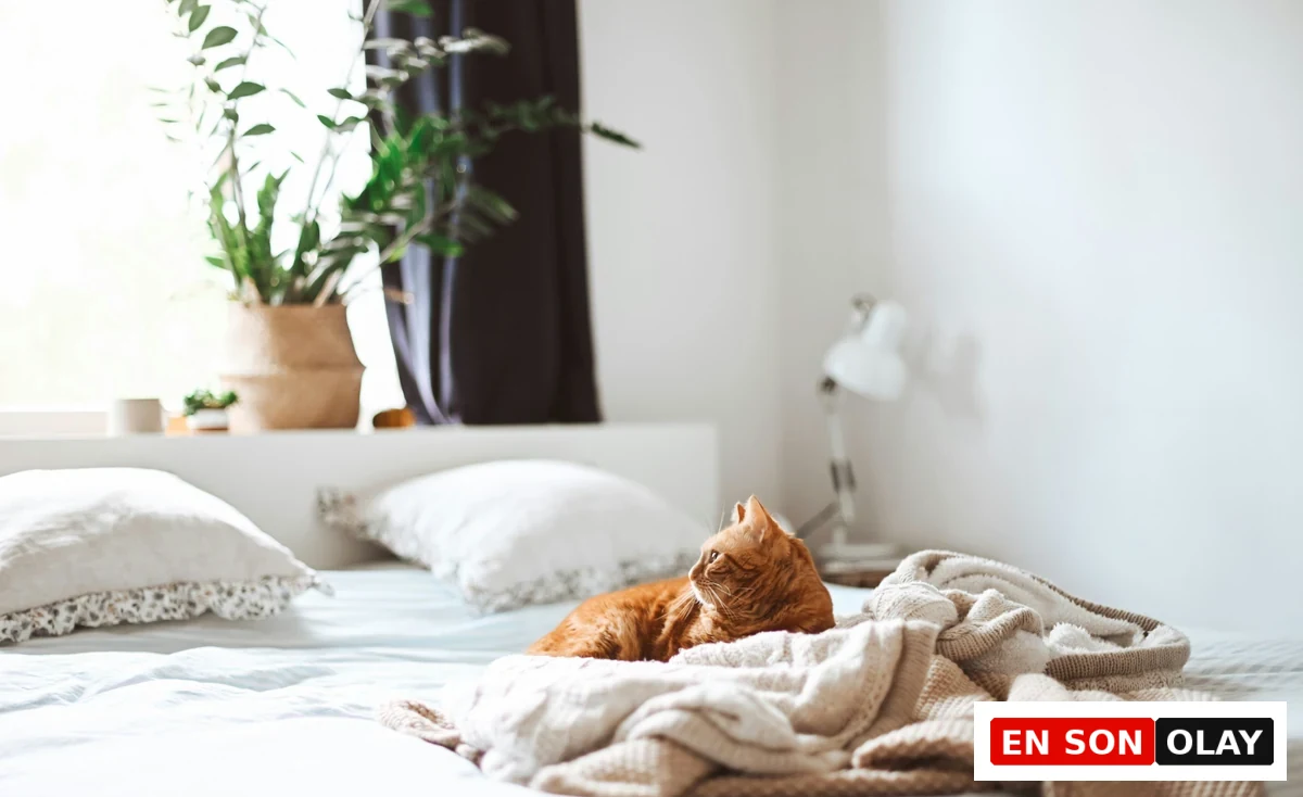 Parlak bir odada, pencerenin yanındaki rahat bir yatakta battaniyelerin arasına kıvrılmış turuncu renkli bir kedi, tatilde evde kalan kedilerin huzurlu ve stres azaltıcı bir ortamda dinlendiğini vurguluyor.