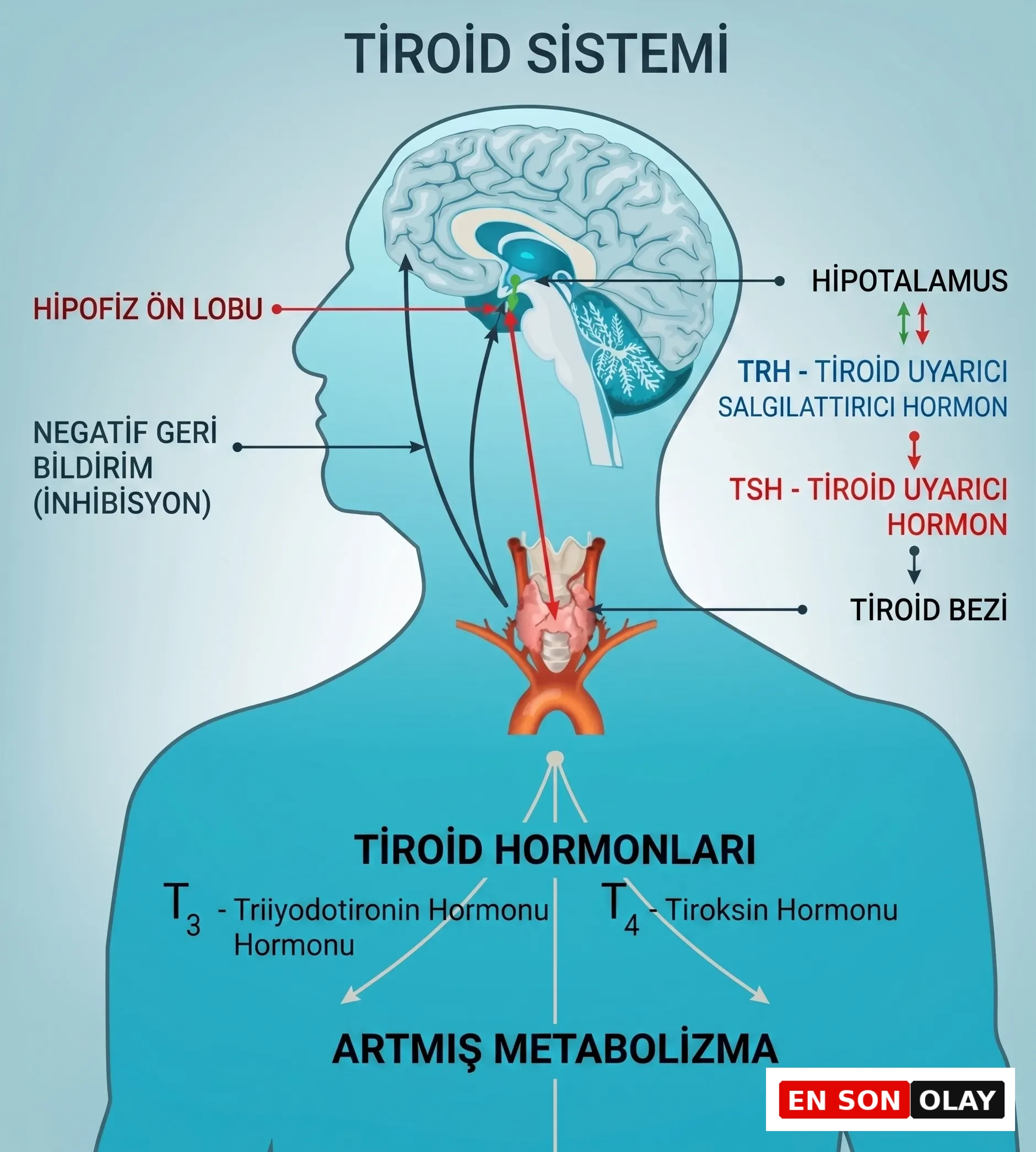 Şema, hipotalamustan TRH salgılanmasıyla başlayan, hipofiz ön lobunun TSH üretimine yol açan ve tiroid bezinin T3 ile T4 tiroid hormonlarını salgılayarak metabolizmayı artıran karmaşık tiroid sistemi döngüsünü ve negatif geri bildirim mekanizmasını detaylı bir şekilde göstermektedir.