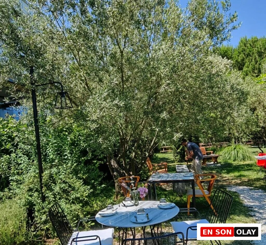 Büyük ve gür yapraklı bir ağacın altında, önde pembe çiçekli bir vazo ve tabaklarla donatılmış yuvarlak bir masa ile etrafındaki dört siyah metal sandalyenin görüldüğü, güneşli bir günde yeşil çimler üzerindeki açık hava restoran alanı, arka planda masa düzenleyen bir görevli ve daha fazla yeşillik barındırıyor.