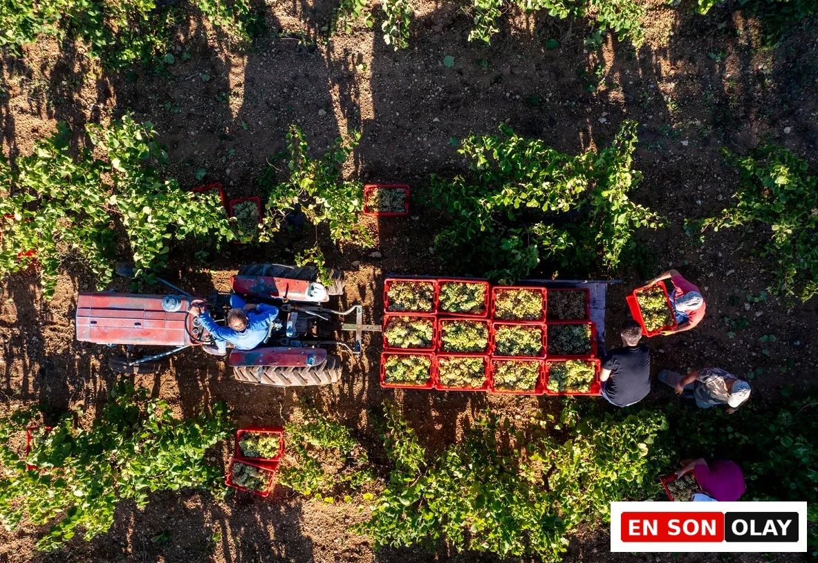 Trakya bağlarındaki üzüm hasadı sırasında, bir traktörün arkasına bağlı römorktaki kırmızı kasalara taze yeşil üzümler dolduran ve çevredeki asmalardan dikkatle üzüm toplayan işçilerin kuşbakışı görüntüsü, güneşin aydınlattığı toprağı ve yemyeşil bağları detaylı bir şekilde gösteriyor.