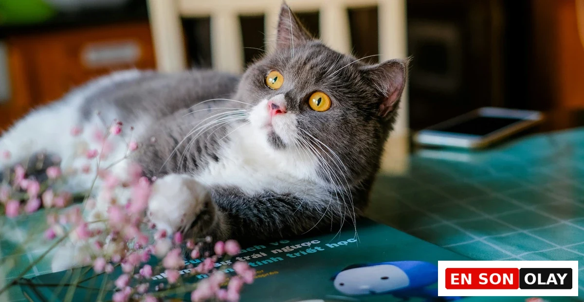 Tüyleri gri ve beyaz renkte, parlak sarı gözleri ve sevimli pembe burnu olan bir British Shorthair kedi, ön planda dağınık pembe çiçeklerle dolu yeşil bir kitabın üzerinde uzanmış, yukarı doğru meraklı bir ifadeyle dikkatlice bakıyor.