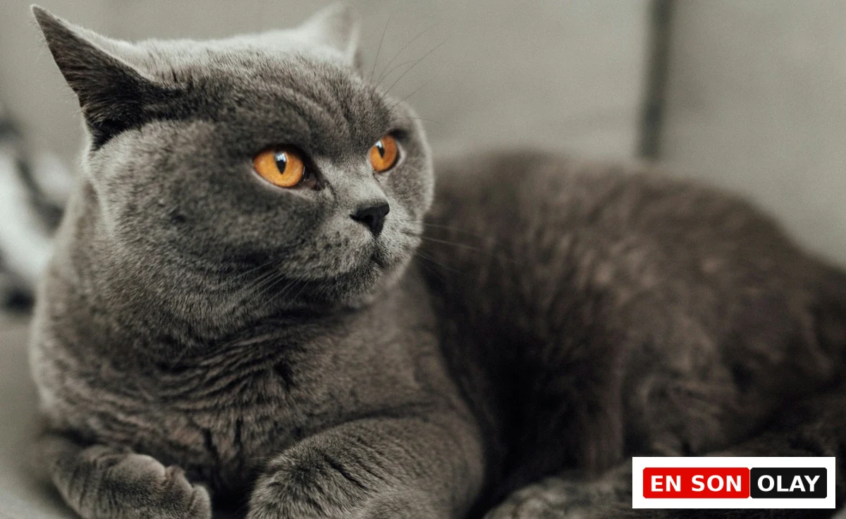 Uyumlu Bir Ev Arkadaşı: British Kedi Özellikleri ve Bakımı