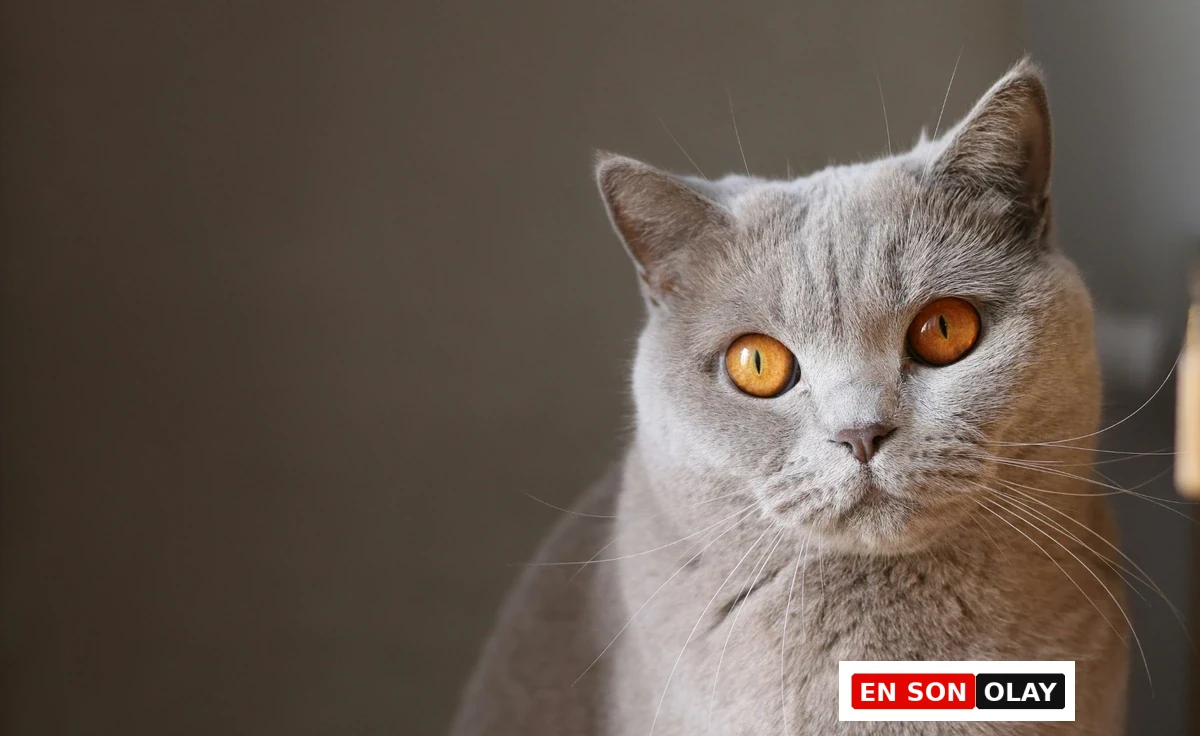 Ev yaşamına uyum sağlayan kedi cinsleri arasında yer alan British Shorthair'in, yuvarlak yüz hatları ve sık tüyleriyle dikkat çeken, sakin ve asil karakterini yansıtan kehribar gözlü gri-leylak bir portresi.
