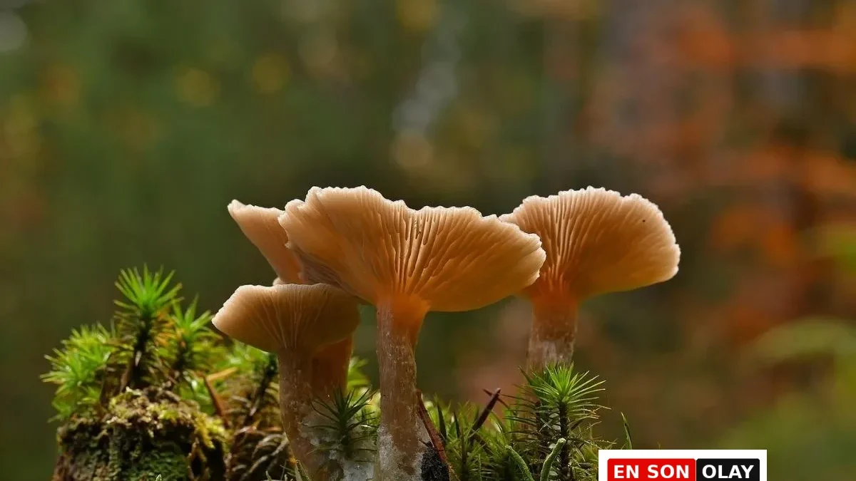 Uzmanların Süper Besin Listesi: Longevity Beslenmesinin Vazgeçilmezleri