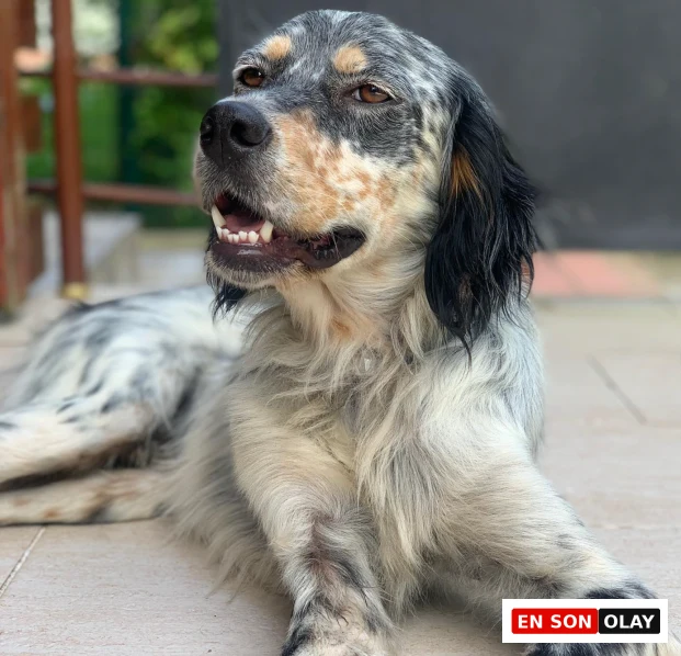 Ensonolay Pets editörü Arthur olarak tanıtılan, gri ve beyaz benekli vücut tüylerine, siyah uzun sarkık kulaklarına, kahverengi yüz ve burun çevresine sahip, Setter cinsi bir köpeğin ağzı hafif açık, sakin bir şekilde dış mekandaki fayans zeminde dinlenirken çekilmiş portresi, köpek cinsleri ve özellikleri üzerine rehberdeki detaylara vurgu yapıyor.