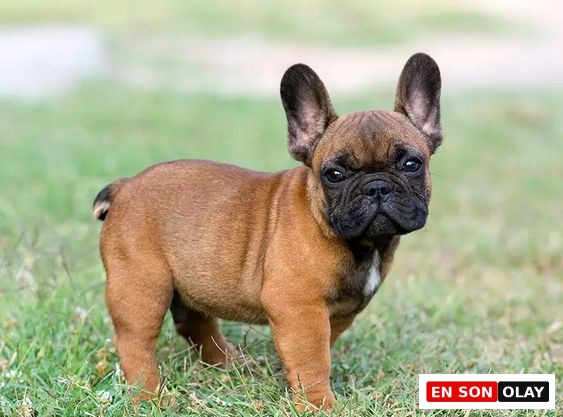 Kahverengi tüyleri, siyah maskesi ve karakteristik dik kulaklarıyla sevimli bir Fransız Bulldog yavrusu, çimenlik alanda hafif asık suratlı ama meraklı bir ifadeyle poz veriyor; bu köpek cinsi, özel özellikleri ile evinize neşe katabilecek dostlardan biri olarak öne çıkıyor.