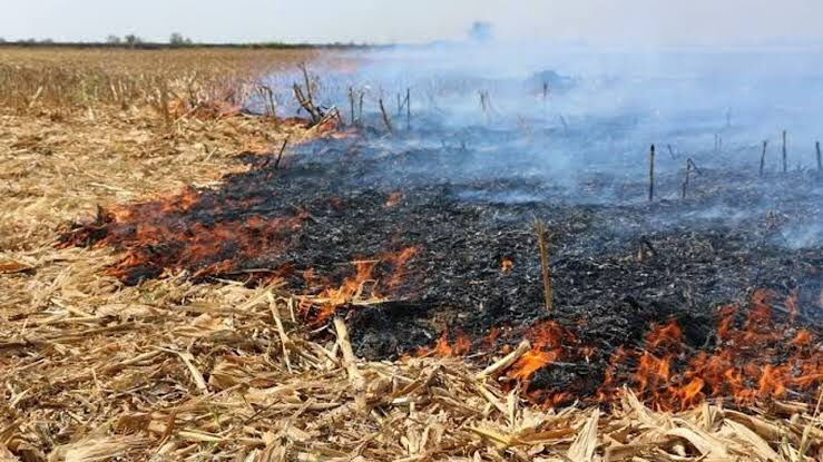 Anız Yakımı (3)